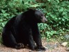 Black Bear in den Smoky Mountains, Tennessee<br>© Tennessee Tourism