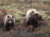 Grizzly-Bren im Denali National Park<br>© Christian Heeb