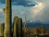 Viele der gigantischen Kakteen stehen unter Naturschutz. <br>© Arizona Tourism