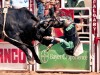 Beim Bullenreiten erfolgt der Abgang meist innerhalb weniger Sekunden. <br>© Calgary Stampede