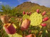 Die leckeren Früchte des Feigenkaktus. <br>© Arizona Tourism