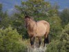 PRYOR MOUNTAINS, WYOMING<br>Die Pryor Mountains sind in jeder Hinsicht vielseitig - schroffe Felsen, hunderte von kleinen Canyons, dazu fast alle Klimazonen. Am Fuß die Wüstenregion mit karger Steppe, hoch oben, in fast 3.000 Metern Höhe, alpine Wiesen. Dazwischen die gemäßigte Zone mit Baum- und Buschbestand. Mein persönliches Highlight dabei ist die Wild Horse Range. Sie war 1968 das erste Pferde-Schutzgebiet der USA. Wenn ich mit den Mustangs über die Range ziehe, kreuzen Murmeltiere, Koyoten oder Weißwedelhirsche unseren Trail.<br>Lieblingsplatz von: <b>T. Homburg (Text/Bild)</b><br>