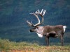 Elch im Denali National Park<br>© Christian Heeb