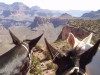 Muli-Tour am Rande des Grand Canyon. <br>© Arizona Tourism