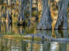Alligator, Lake Martin<br>© Christian Heeb