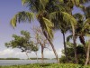 Palmen in der Florida Bay,  Islamorada, Florida Keys<br>© Christian Heeb