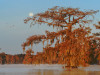 Mond über Zypressen, Lake Martin<br>© Christian Heeb