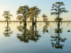 Zypressen im Atchafalaya Basin<br>© Christian Heeb