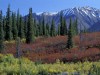 Herbstliche Frbung am George Parks Highway<br>© Christian Heeb